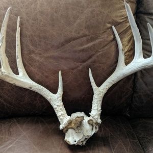 Natural whitetail deer antlers